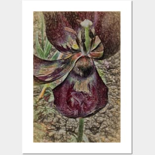 Tulip Art Posters and Art